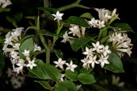 Image result for Carissa bispinosa