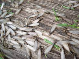 Termite control hq researches local termite exterminators in clarksville, tn to verify that they are fully licensed and insured. Ortex Termite Pest Control Home Facebook