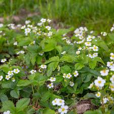 Image result for Fragaria