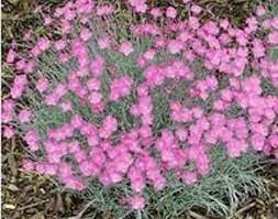'bath's pink' was the 1999 theodore kein. Dianthus Bath S Pink