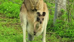 Since you are already here then chances are that you are looking for the daily themed crossword solutions. Kangaroos With Baby Joey In Stock Footage Video 100 Royalty Free 1014056294 Shutterstock