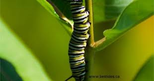 La Chenille Est La Larve D Un Papillon Lizard Animals Frog