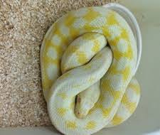 Carpet python for 750 female. Carpet Pythons For Sale Morphmarket Europe