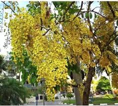 Image result for Cassia ferruginea