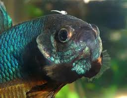Newly hatched bettas will be very hungry and ready to eat once they become free from their egg sacs. Breeding Bettas Basement Bettas