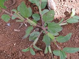 Image result for Corchorus aestuans