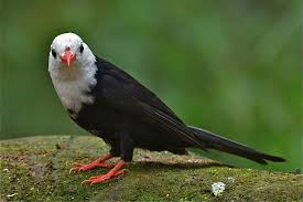 Bird With Black And White Head Pin On Birds Of Taiwan