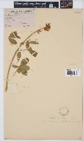 Image result for Oliverella rubroviridis