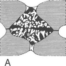 Image result for Dictyophleba lucida