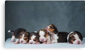 Gorgeous 8 month male beagle puppy! Cute Newborn Beagle Puppies Canvas Print By Marusya1 Beagle Puppy Puppies Beagle