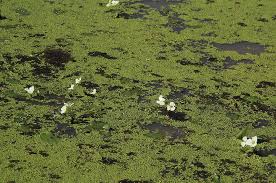 Image result for Ottelia exserta