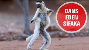 Dans Eden Sifaka Dancing Sifaka Hayvanlar Yagmur Ormanlari Ormanlar