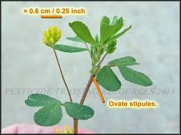 Image result for Trifolium dubium