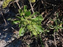 Image result for Searsia lucida