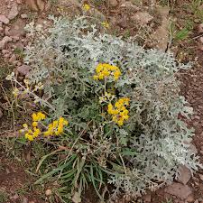 Image result for Jacobaea