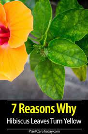 7 Reasons For Hibiscus Leaves Turning Yellow Hibiscus Tree Hibiscus Leaves Plant Leaves Turning Yellow