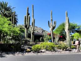 Saguaro cactus is an iconic symbol to the peoples and animals that are indigenous to the lands depicted in these westerns. How To Raise A Saguaro Cactus World Of Succulents