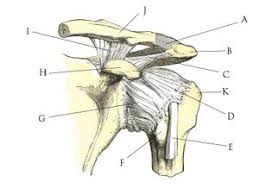Pain in your shoulder can. Biomechanics Of The Shoulder Physiopedia