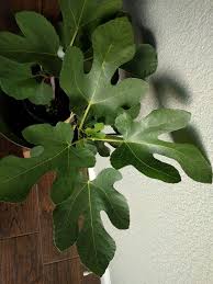 Find the latest home depot, inc. Fig Id Home Depot Ourfigs Com