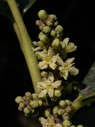 Image result for Cardiopteridaceae