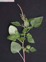 Image result for Amaranthus viridis