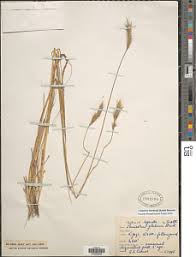 Image result for Cenchrus geniculatus