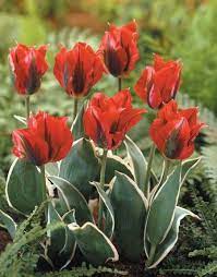 Tulipa Viridiflora Esperanto Tulip Viridiflora From Van Bloem Gardens Bulb Flowers Tulips Tulips Flowers