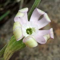 Image result for Silene burchellii