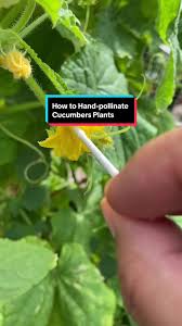 Image result for how to self pollinate cucumbers