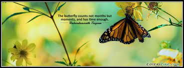 24,395 free images of butterflies. Butterfly Facebook Covers Quotes Quotesgram