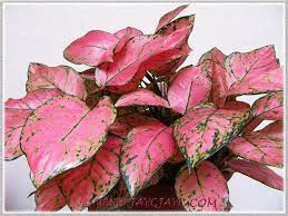 Aglaonema Valentine A Pink Green Thai Hybrid Chinese Evergreen Plant Plants With Colorful Leaves Big Leaf Plants