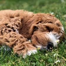 Adopting a dog with us is easy! Gorgeous Babies Goldendoodle Puppies For Sale Mini Facebook