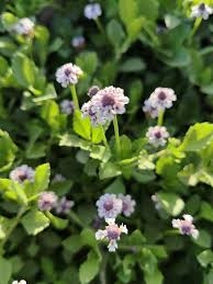 Image result for Lippia
