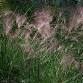Designing with Native Grasses event image