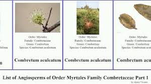 Image result for Combretum mkuzense