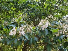 Dwarf evergreen trees zone 7. Which Evergreen Trees And Shrubs For Privacy Are Deer Resistant Unh Extension