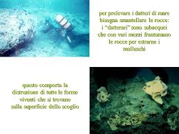 Datteri di mare, datterari, sub, vongole e pali. La Desertificazione Dei Fondali Marini Causata Dal Prelievo Del Ppt Scaricare