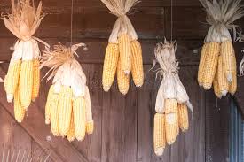 From corn stalks as well. 292 Corn Stalks Decoration Photos Free Royalty Free Stock Photos From Dreamstime