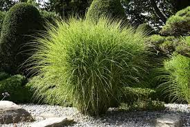 It is used as a source of heat and electricity, or converted into biofuel products such as ethanol. Garten Chinaschilf Gracilimus Miscanthus Sinensis Gracillimus Gunstig Online Kaufen