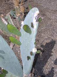 I could only find one study regarding cactus pads. Xtremehorticulture Of The Desert Some Cacti Are Tender To Winter Freeze Here