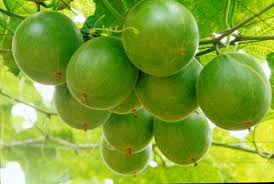 Image result for Momordica anigosantha