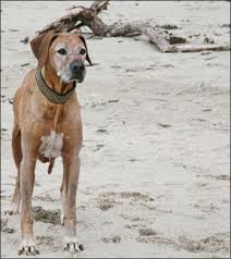 As we established before, dogs are omnivores. Homemade Low Fat Dog Food Diets Whole Dog Journal