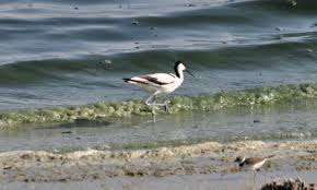 Kilicgaga Avocet Kulu Golu 06 2013 Kus Ve Hayvanlar