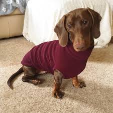 Time For Jumper Weather Here I Am Showing Off My New Equafleece Dog Behavior Sausage Dog Puppy Puppy Teething