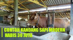 Besarnya ukuran kandang ini disesuaikan. Contoh Kandang Sapi Modern Untuk Perternak Pemula Sekala Kecil Eps23 Youtube