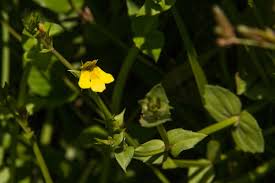 Image result for Crepidorhopalon