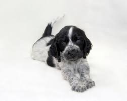 Cocker spaniels are intelligent, cheerful, lively, and affectionate. About Cocker Spaniels Celebrating Happy Healthy Puppies And Dogs