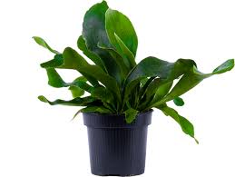 Image result for Platycerium