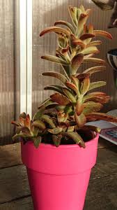 Kalanchoe Tomentosa Chocolate Soldier Obtained In Summer 2017 Planting Succulents Hardy Plants Plants