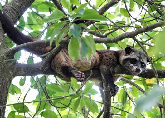 I have been trying to click the Asian Palm Civet in the Jungle without much  success. In November 2021, while on night safari we did see one far away.  All I could